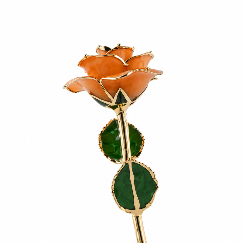 Bloom-centered Timeless Roses image